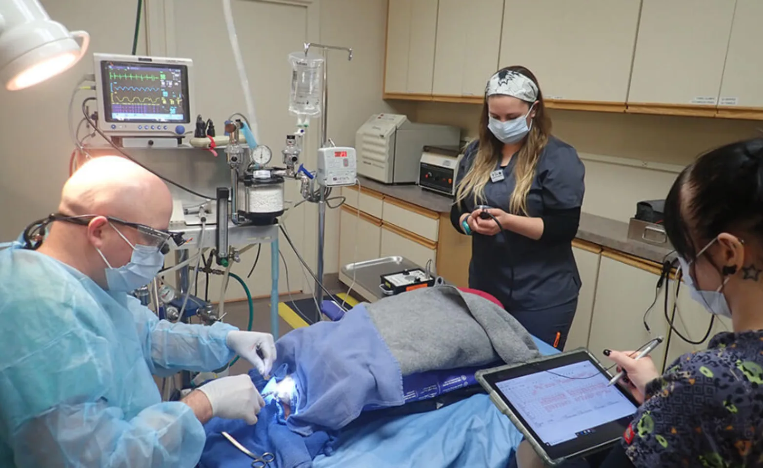 Staff members operating on a pet